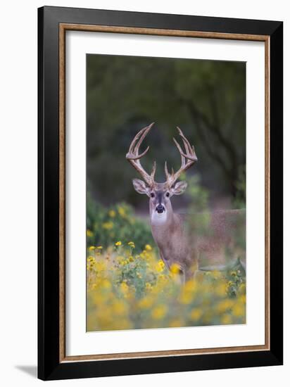 White-tailed Deer buck in early autumn wildflowers-Larry Ditto-Framed Premium Photographic Print