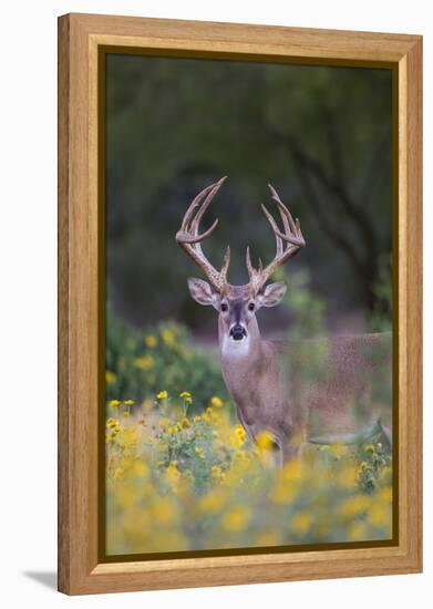 White-tailed Deer buck in early autumn wildflowers-Larry Ditto-Framed Premier Image Canvas