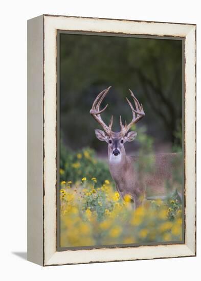 White-tailed Deer buck in early autumn wildflowers-Larry Ditto-Framed Premier Image Canvas