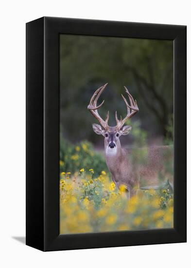 White-tailed Deer buck in early autumn wildflowers-Larry Ditto-Framed Premier Image Canvas