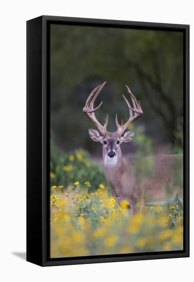 White-tailed Deer buck in early autumn wildflowers-Larry Ditto-Framed Premier Image Canvas