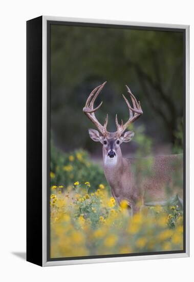 White-tailed Deer buck in early autumn wildflowers-Larry Ditto-Framed Premier Image Canvas