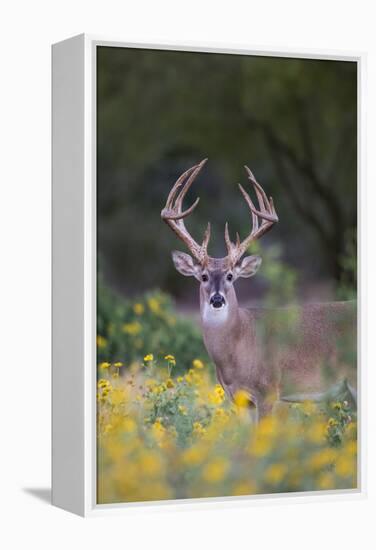 White-tailed Deer buck in early autumn wildflowers-Larry Ditto-Framed Premier Image Canvas