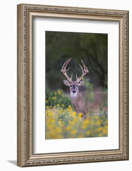 White-tailed Deer buck in early autumn wildflowers-Larry Ditto-Framed Photographic Print