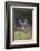 White-tailed Deer buck in early autumn wildflowers-Larry Ditto-Framed Photographic Print