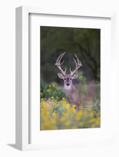 White-tailed Deer buck in early autumn wildflowers-Larry Ditto-Framed Photographic Print