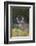 White-tailed Deer buck in early autumn wildflowers-Larry Ditto-Framed Photographic Print