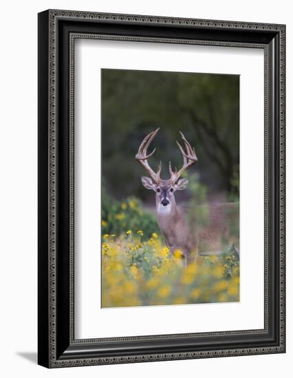 White-tailed Deer buck in early autumn wildflowers-Larry Ditto-Framed Photographic Print