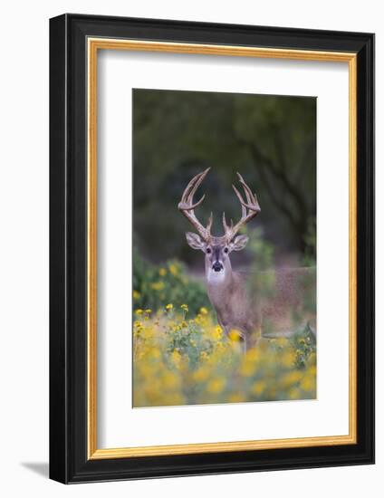 White-tailed Deer buck in early autumn wildflowers-Larry Ditto-Framed Photographic Print