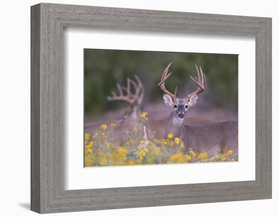 White-tailed Deer buck in early autumn wildflowers-Larry Ditto-Framed Photographic Print