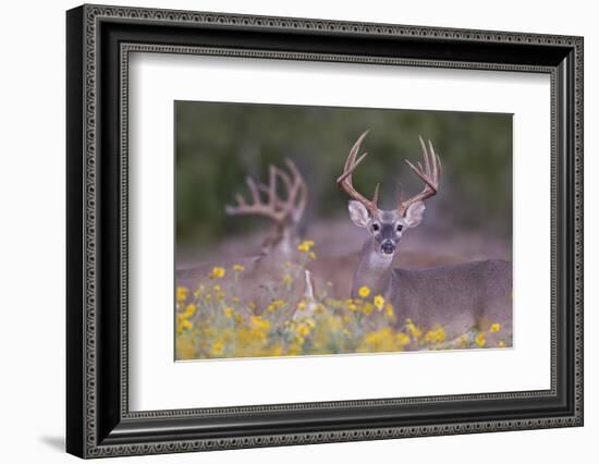 White-tailed Deer buck in early autumn wildflowers-Larry Ditto-Framed Photographic Print