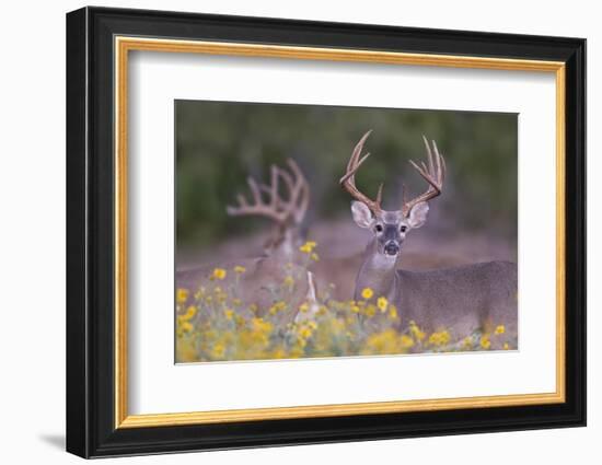 White-tailed Deer buck in early autumn wildflowers-Larry Ditto-Framed Photographic Print