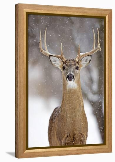 White-Tailed Deer Buck in Winter Snow-null-Framed Premier Image Canvas