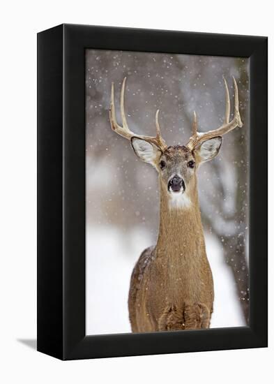White-Tailed Deer Buck in Winter Snow-null-Framed Premier Image Canvas