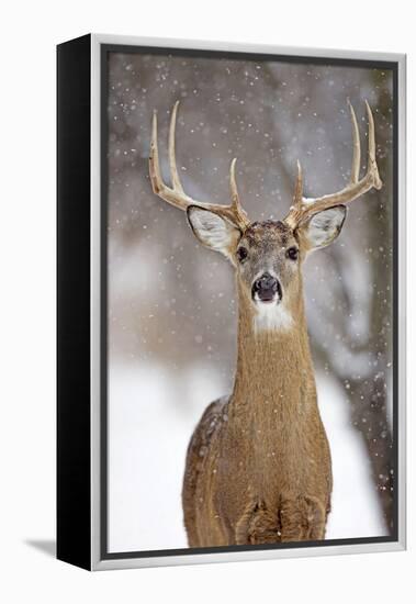 White-Tailed Deer Buck in Winter Snow-null-Framed Premier Image Canvas