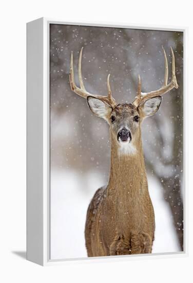 White-Tailed Deer Buck in Winter Snow-null-Framed Premier Image Canvas