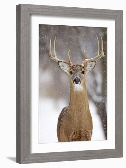 White-Tailed Deer Buck in Winter Snow-null-Framed Photographic Print