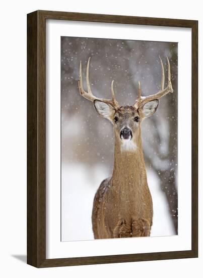 White-Tailed Deer Buck in Winter Snow-null-Framed Photographic Print