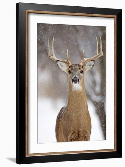 White-Tailed Deer Buck in Winter Snow-null-Framed Photographic Print