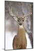 White-Tailed Deer Buck in Winter Snow-null-Mounted Photographic Print