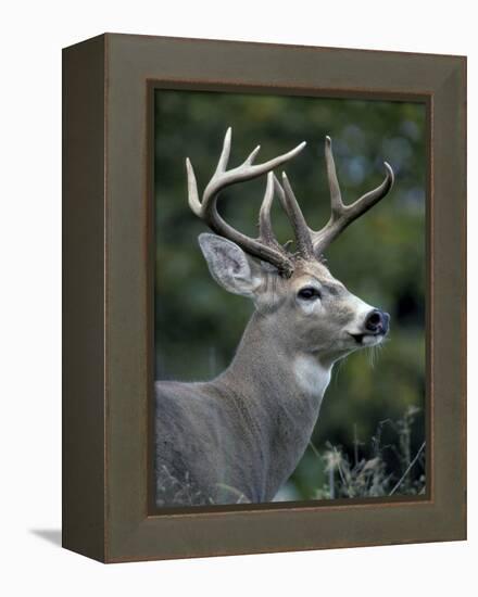 White-tailed Deer, Buck, Washington, USA-Art Wolfe-Framed Premier Image Canvas