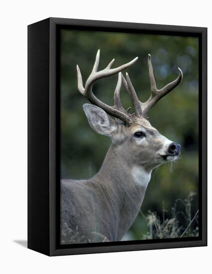 White-tailed Deer, Buck, Washington, USA-Art Wolfe-Framed Premier Image Canvas