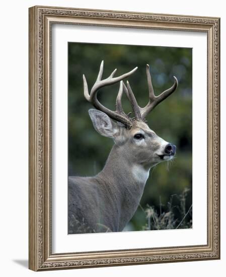 White-tailed Deer, Buck, Washington, USA-Art Wolfe-Framed Photographic Print