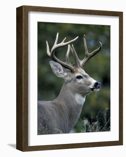 White-tailed Deer, Buck, Washington, USA-Art Wolfe-Framed Photographic Print