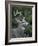 White-tailed Deer, Buck, Washington, USA-Art Wolfe-Framed Photographic Print