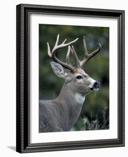 White-tailed Deer, Buck, Washington, USA-Art Wolfe-Framed Photographic Print