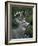 White-tailed Deer, Buck, Washington, USA-Art Wolfe-Framed Photographic Print