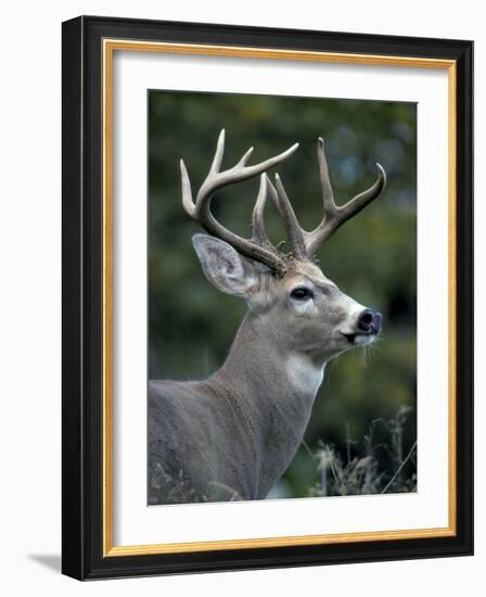 White-tailed Deer, Buck, Washington, USA-Art Wolfe-Framed Photographic Print