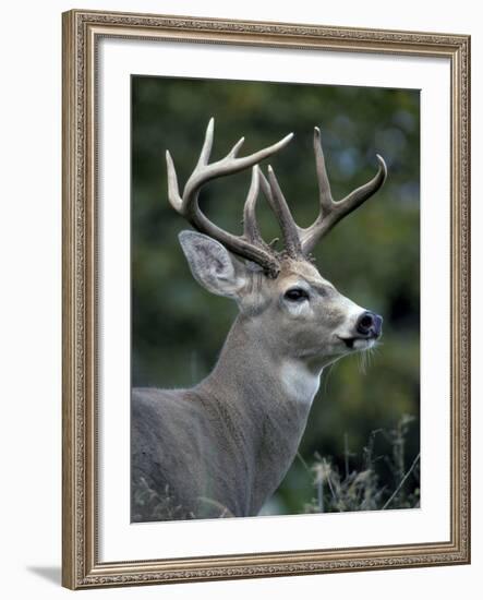 White-tailed Deer, Buck, Washington, USA-Art Wolfe-Framed Photographic Print