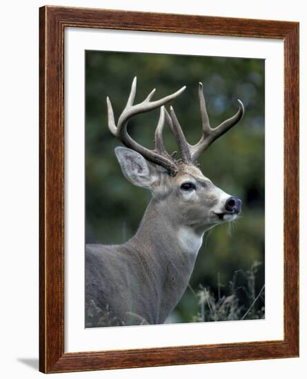 White-tailed Deer, Buck, Washington, USA-Art Wolfe-Framed Photographic Print