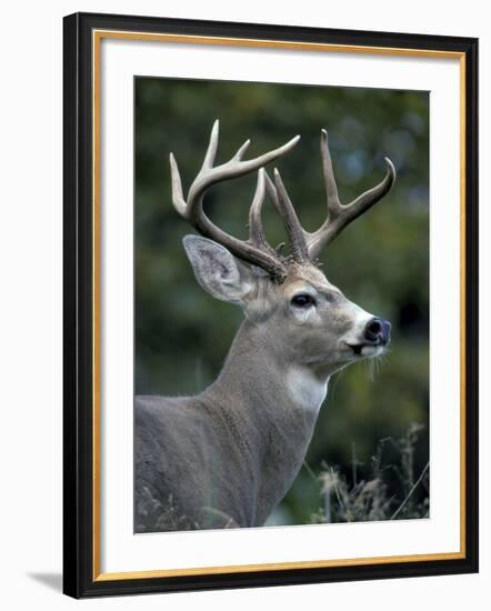 White-tailed Deer, Buck, Washington, USA-Art Wolfe-Framed Photographic Print