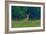 White-Tailed Deer Buck with Rio Grande Wild Turkeys-null-Framed Photographic Print