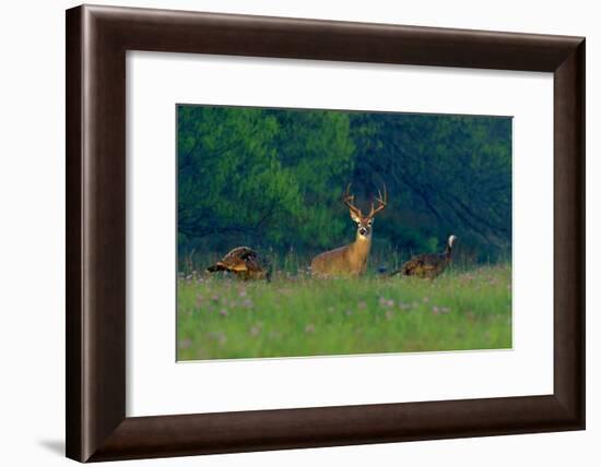 White-Tailed Deer Buck with Rio Grande Wild Turkeys-null-Framed Photographic Print