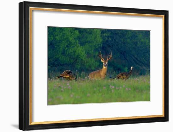 White-Tailed Deer Buck with Rio Grande Wild Turkeys-null-Framed Photographic Print