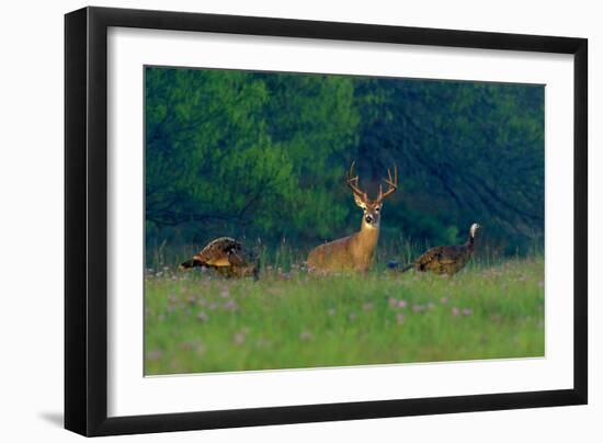 White-Tailed Deer Buck with Rio Grande Wild Turkeys-null-Framed Photographic Print