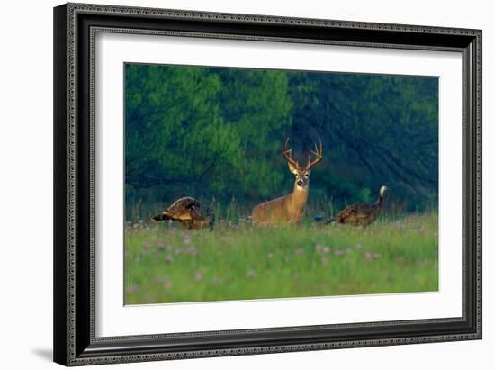 White-Tailed Deer Buck with Rio Grande Wild Turkeys-null-Framed Photographic Print