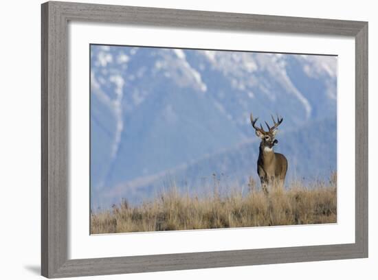 White-Tailed Deer Buck-Ken Archer-Framed Photographic Print