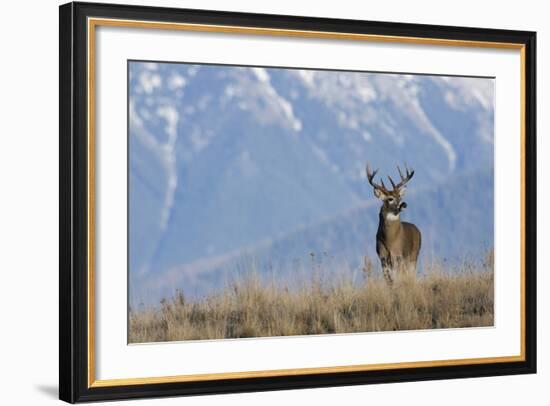 White-Tailed Deer Buck-Ken Archer-Framed Photographic Print