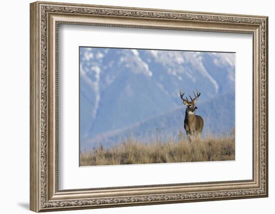 White-Tailed Deer Buck-Ken Archer-Framed Photographic Print