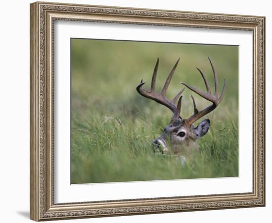 White-Tailed Deer, Choke Canyon State Park, Texas, USA-Rolf Nussbaumer-Framed Photographic Print