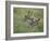 White-Tailed Deer, Choke Canyon State Park, Texas, USA-Rolf Nussbaumer-Framed Photographic Print