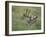 White-Tailed Deer, Choke Canyon State Park, Texas, USA-Rolf Nussbaumer-Framed Photographic Print