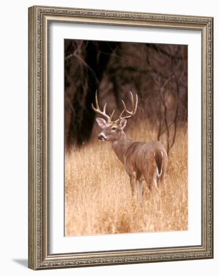 White Tailed Deer, Choke Canyon State Park, Texas-John Alves-Framed Art Print