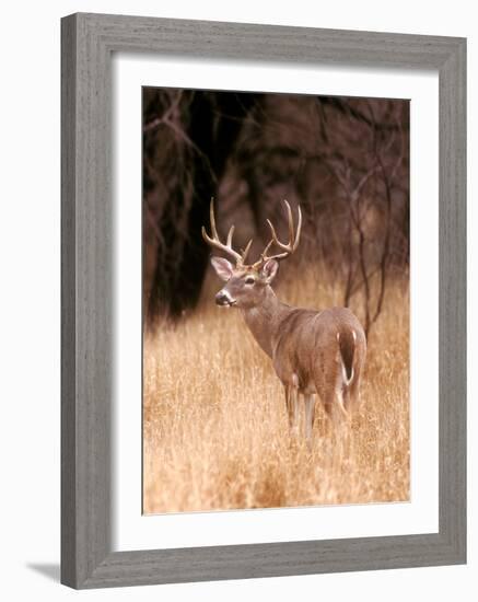 White Tailed Deer, Choke Canyon State Park, Texas-John Alves-Framed Art Print