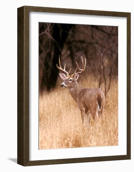 White Tailed Deer, Choke Canyon State Park, Texas-John Alves-Framed Art Print