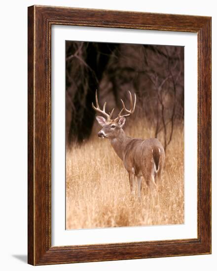 White Tailed Deer, Choke Canyon State Park, Texas-John Alves-Framed Art Print